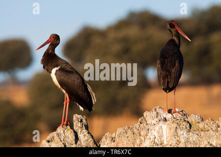 Schwarzstorch (Ciconia nigra), zwei schwarze Störche auf einem Felsen, Spanien, Castilia-La Mancha Stockfoto