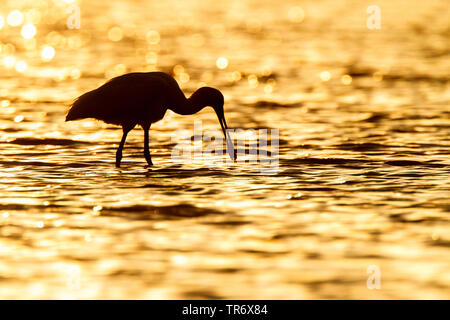 Weißer Löffler (Platalea leucorodia), nahrungssuche am Abend im flachen Wasser, Spanien Stockfoto