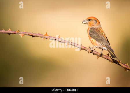 Red gegenwechsel (Loxia curvirostra), männlich, Spanien, Teruel Stockfoto