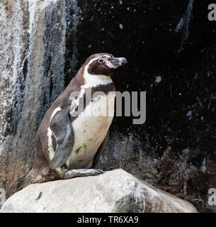 Humboldt-pinguin (Spheniscus Humboldti), thront auf einem Felsen, Peru, Lima Stockfoto