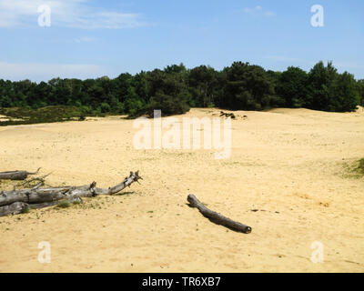 Toter Baum in den Dünen des Nationalparks De Maasduinen, Niederlande, Limburg, National Park De Maasduinen, Landgoed De Hamert Stockfoto