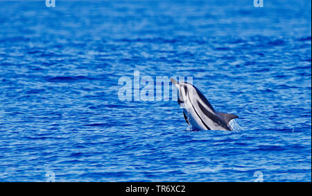 Gestreifter Delfin, blau-weiße Delfin, Euphrosyne Delfin (Stenella coeruleoalba), springen aus dem Wasser, Azoren, Graciosa Stockfoto