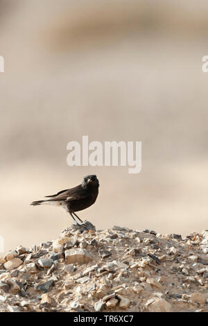 Basalt Steinschmätzer, Trauer, Steinschmätzer (Oenanthe Oenanthe lugens warriae warriae,), Israel Stockfoto
