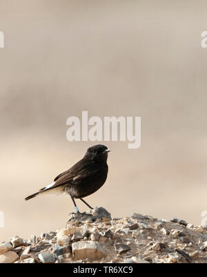 Basalt Steinschmätzer, Trauer, Steinschmätzer (Oenanthe Oenanthe lugens warriae warriae,), Israel Stockfoto