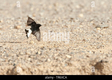 Basalt Steinschmätzer, Trauer, Steinschmätzer (Oenanthe Oenanthe lugens warriae warriae,), Fliegende, Israel Stockfoto