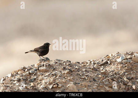 Basalt Steinschmätzer, Trauer, Steinschmätzer (Oenanthe Oenanthe lugens warriae warriae,), Israel Stockfoto