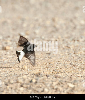 Basalt Steinschmätzer, Trauer, Steinschmätzer (Oenanthe Oenanthe lugens warriae warriae,), Fliegende, Israel Stockfoto