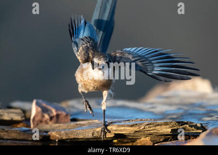 Iberischen Azure - winged Magpie (Cyanopica cooki), off (aus), Spanien, Extremadura Stockfoto