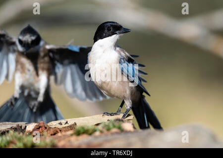 Iberischen Azure - winged Magpie (Cyanopica cooki), auf einem Baumstumpf, Spanien, Extremadura Stockfoto