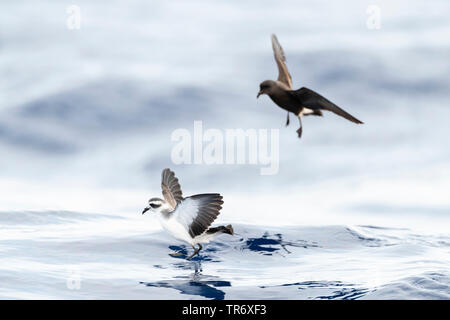 White-faced Storm petrel (Pelagodroma marina), Fliegende, Madeira Stockfoto