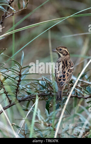 Rustikale Bunting (Emberiza rustica), eine seltene vagabund in die Niederlande, Niederlande, Friesland Stockfoto