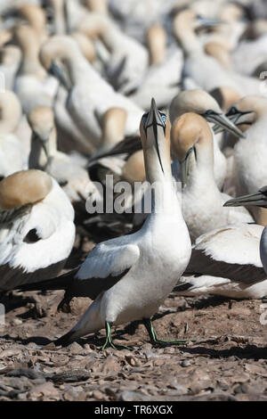 Kaptölpel (Morus capensis), Kolonie in Lamberts Bay, Südafrika, Western Cape, Bird Island Nature Reserve Stockfoto