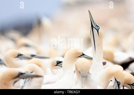 Kaptölpel (Morus capensis), Kolonie in Lamberts Bay, Südafrika, Western Cape, Bird Island Nature Reserve Stockfoto