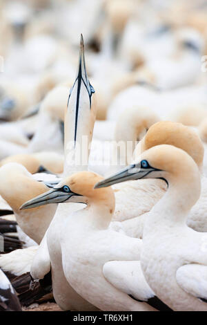 Kaptölpel (Morus capensis), Kolonie in Lamberts Bay, Südafrika, Western Cape, Bird Island Nature Reserve Stockfoto