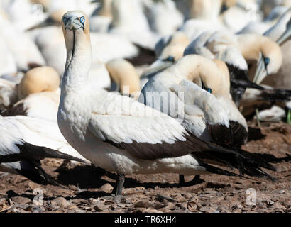 Kaptölpel (Morus capensis), Kolonie in Lamberts Bay, Südafrika, Western Cape, Bird Island Nature Reserve Stockfoto