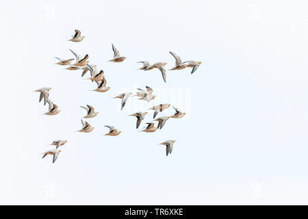 Gekrönt sandgrouse (Pterocles coronatus), fliegende Herde, Israel Stockfoto