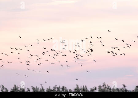 Pygmy cormorant (Phalacrocorax pygmeus, Microcarbo pygmaeus), Herde an der bulgarischen Küste im Herbst Migration, Bulgarien, Durankulak See Stockfoto