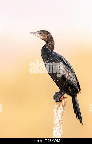 Pygmy cormorant (Phalacrocorax pygmeus, Microcarbo pygmaeus), die auf der Post, Griechenland sitzen, See Kerkini Stockfoto