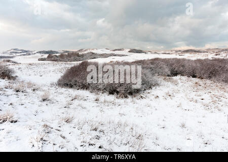 Verschneite Landschaft Hollands Duin im Winter, Niederlande, Südholland, Hollandse Duinen Nationalpark, Katwijk aan Zee Stockfoto