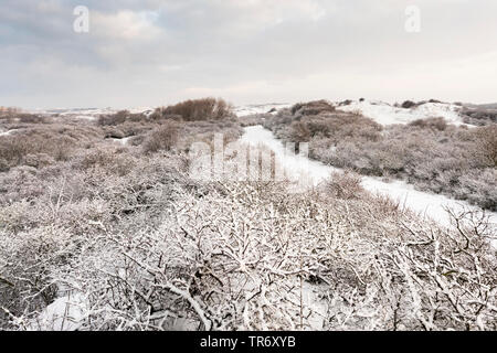 Wanderweg throuhg schneebedeckte Landschaft an Hollands Duin im Winter, Niederlande, Südholland, Hollandse Duinen Nationalpark, Katwijk aan Zee Stockfoto