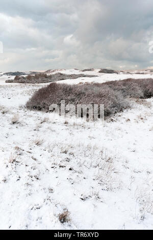 Verschneite Landschaft Hollands Duin im Winter, Niederlande, Südholland, Hollandse Duinen Nationalpark, Katwijk aan Zee Stockfoto