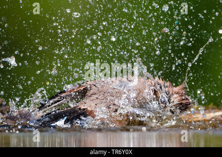 Eichelhäher (Garrulus glandarius), Baden, Ungarn Stockfoto