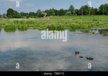 Schwarz Blässhuhn (Fulica atra), Familie Schwimmen in einem Teich im Frühjahr, Niederlande, Südholland, Ruygeborg, Nieuwkoop Stockfoto