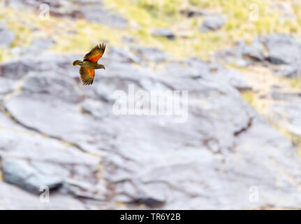 Kea (Nestor notabilis), Fliegende, Neuseeland, Südinsel Stockfoto