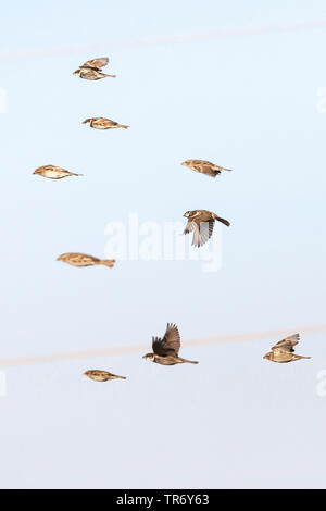 Spanisch sparrow (Passer hispaniolensis), Herde während der Migration im südlichen Negev, Israel, Negev, Eilat Stockfoto