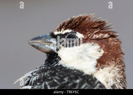 Spanisch sparrow (Passer hispaniolensis), Portrait, Israel, Negev, Eilat Stockfoto