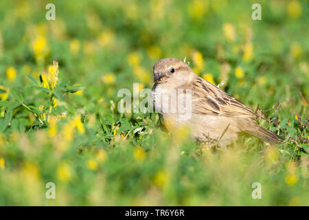 Spanisch sparrow (Passer hispaniolensis), Weibliche in einer Wiese, Israel, Negev, Eilat Stockfoto