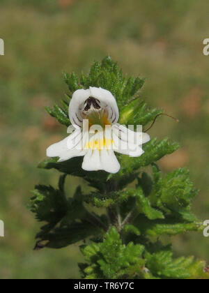 Wiese Augentrost (Euphrasia officinalis, Euphrasia rostkoviana, Euphrasia officinalis Subsp rostkoviana), Blume, Deutschland, Nordrhein-Westfalen Stockfoto