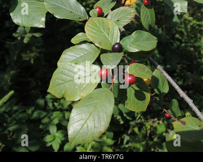 Faulbaum, glänzend Sanddorn (FRANGULA ALNUS, Rhamnus frangula), Zweig mit Früchten, Deutschland, Nordrhein-Westfalen Stockfoto