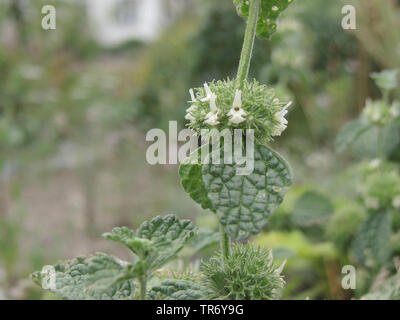 Gemeinsame horehound, gemeinsame hoarhound, White horehound (Marrubium vulgare), blühende, Deutschland Stockfoto