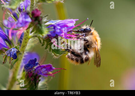 Carder Biene, gemeinsame carder Biene (Bombus pascuorum, Bombus agrorum), weibliche Arbeitnehmer trinken an einem bugloss Blume, Deutschland, Bayern Stockfoto