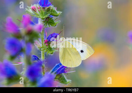 Große weiße (Pieris brassicae), zu einem bugloss Blume, Deutschland saugen, Bayern Stockfoto