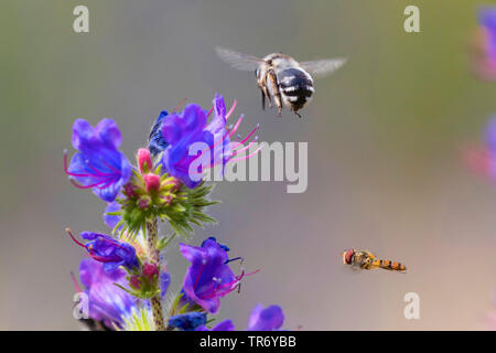 Eucera spec. (Eucera spec.), Fliegen mit einem Hoverfly über bugloss Blüten, Deutschland, Bayern, Isental Stockfoto