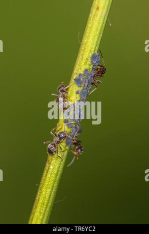 Braun ant (lasius Brunneus), braun Ameisen melken Blattläuse, Deutschland, Bayern Stockfoto