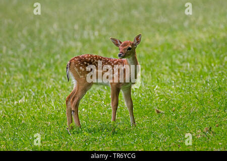 Damwild (Dama Dama, Cervus dama), Kalb, stehend alleine auf einer Wiese, Deutschland, Bayern Stockfoto