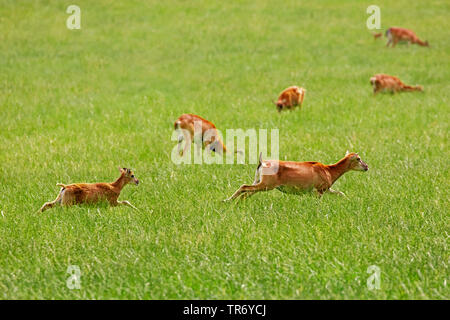 Mufflon (Ovis musimon, Ovis gmelini musimon, Ovis orientalis Musimon), Gruppe auf einer Wiese, Deutschland, Bayern Stockfoto