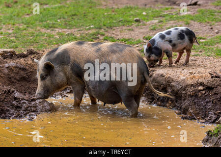 Vietnamese pot bellied Schwein (Sus scrofa f. domestica), sow The colorless Im wälzen Stockfoto