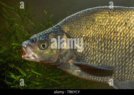 Gemeinsame Brachsen, Brassen, Karpfen Brassen (abramis Brama), milkner mit laichen Hautausschlag, Deutschland Stockfoto