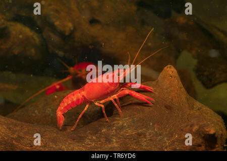 Louisiana Red Crayfish, rote Krebse Sumpf, Louisiana swamp Crayfish, roten Flusskrebse (procambarus Clarkii), Weibliche auf Totholz, Deutschland Stockfoto