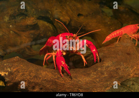 Louisiana Red Crayfish, rote Krebse Sumpf, Louisiana swamp Crayfish, roten Flusskrebse (procambarus Clarkii), männlich auf Totholz, Deutschland Stockfoto