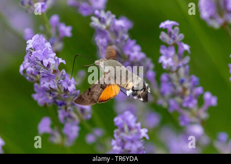 Hummingbird tabakschwärmer (Macroglossum stellatarum), Trinken im Schwebeflug auf Lavendel Blume, Deutschland Stockfoto