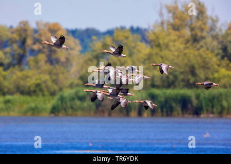 Graugans (Anser anser), fliegende Herde über den See, Deutschland, Bayern, Chiemsee Stockfoto