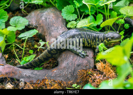 Gesperrt Tiger salamander (Ambystoma mavortium), auf eine Wurzel Stockfoto
