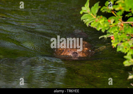 Eurasischen Biber, Europäischer Biber (Castor Fiber), Schwimmen im Fluss Dorfen, Deutschland, Bayern Stockfoto