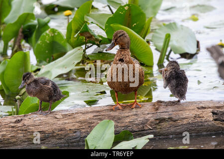 Stockente (Anas platyrhynchos), Weibliche mit zwei Küken auf einem Baumstamm auf der Wasseroberfläche, Deutschland, Bayern Stockfoto