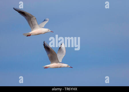 Slender-billed Gull (Larus genei, Chroicocephalus genei), zwei schlanke Möwen im Flug in Rechnung in den Himmel, Spanien, Katalonia Stockfoto